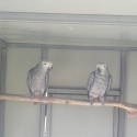 2024 African Greys