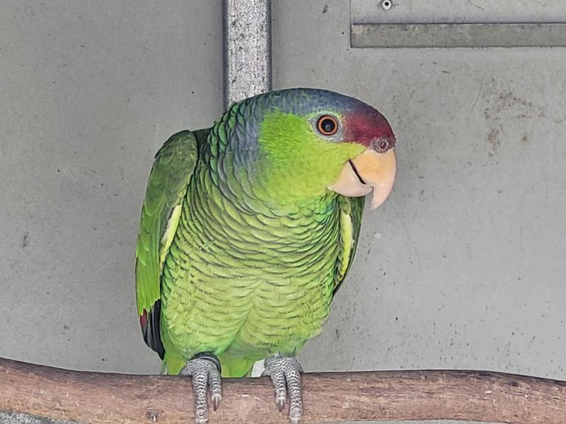 2024 lilac-Crowned Amazon