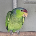 2024 lilac-Crowned Amazon