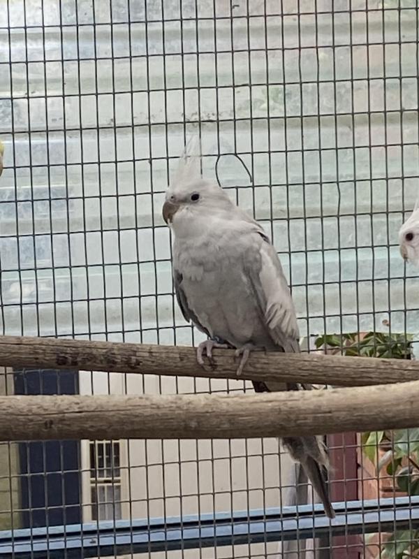 whiteface pastel silver , pastelsilver COCKATILS males