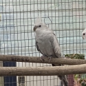 whiteface pastel silver , pastelsilver COCKATILS males
