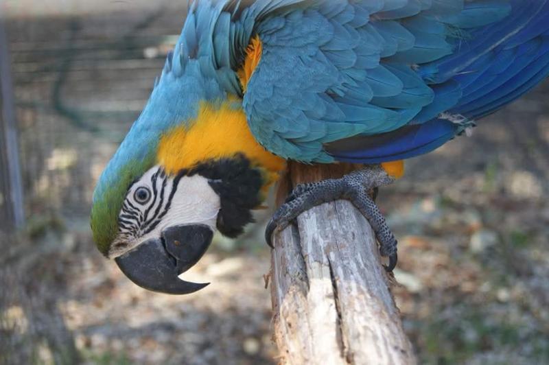 Mature Blue & Gold Macaw hen
