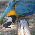Mature Blue & Gold Macaw hen
