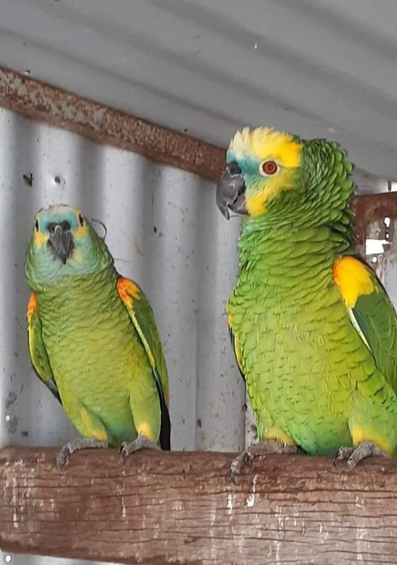 Proven pair of Blue Fronted Amazons