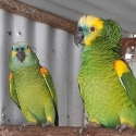 Proven pair of Blue Fronted Amazons