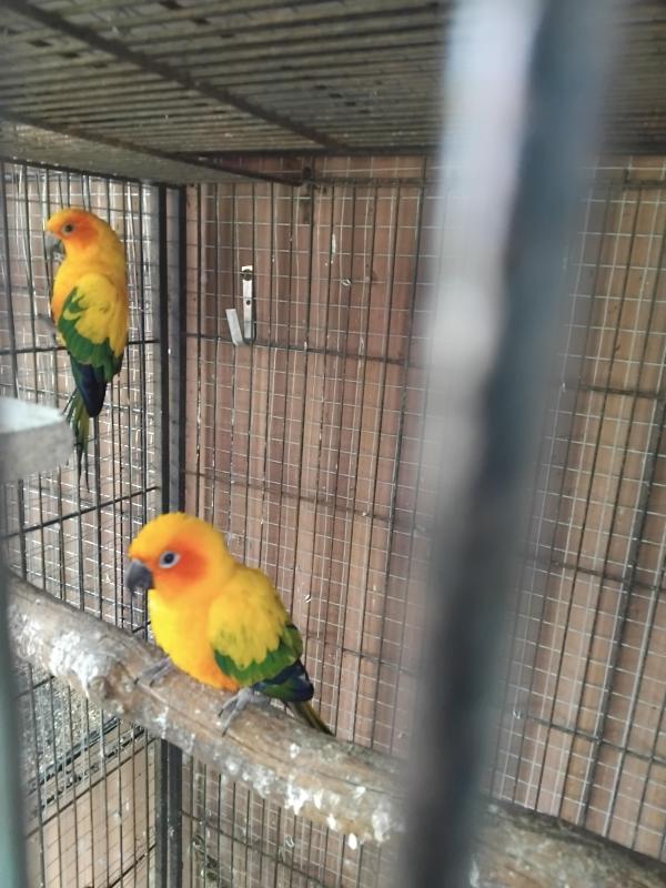 Breeding pair Sun conures