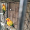 Breeding pair Sun conures