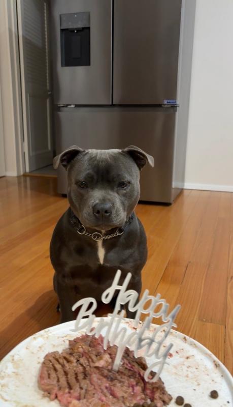 Blue Staffordshire English Bull Terriers (Staffy)