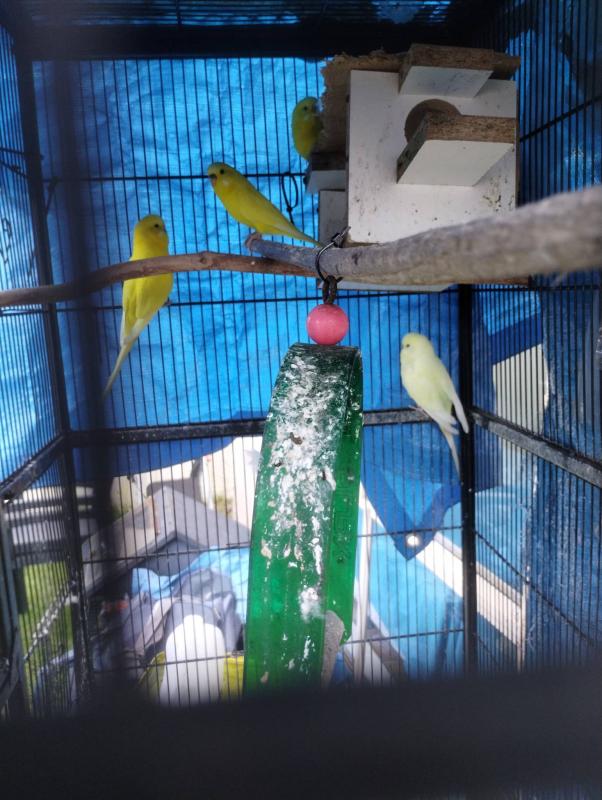 4 X Mature budgies