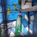 4 X Mature budgies
