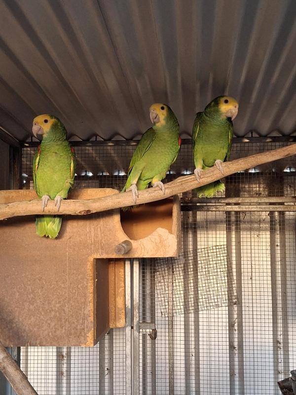 DOUBLE YELLOW HEADED AMAZONS