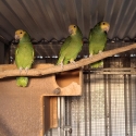 DOUBLE YELLOW HEADED AMAZONS