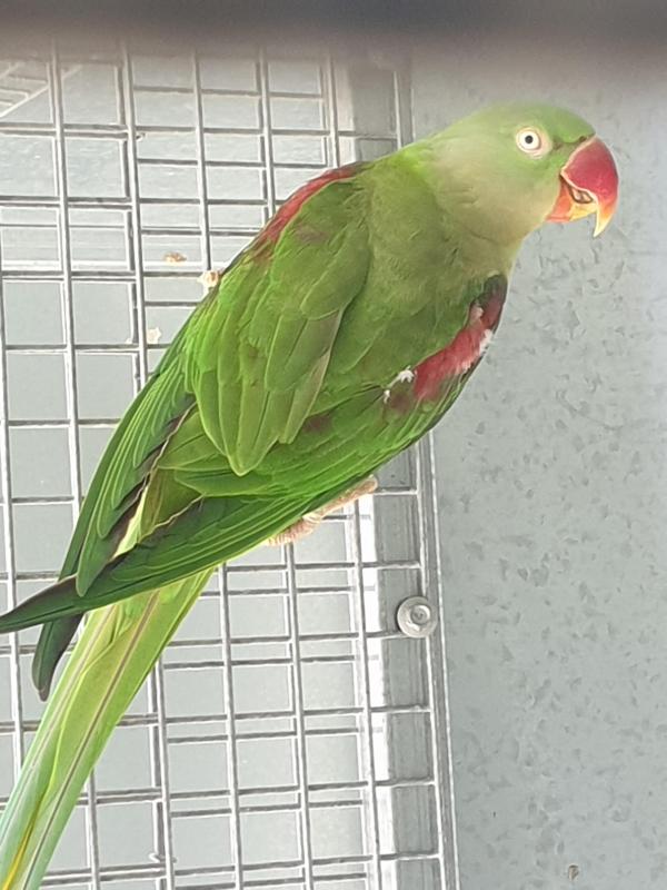 Alexandrine