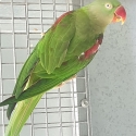Alexandrine