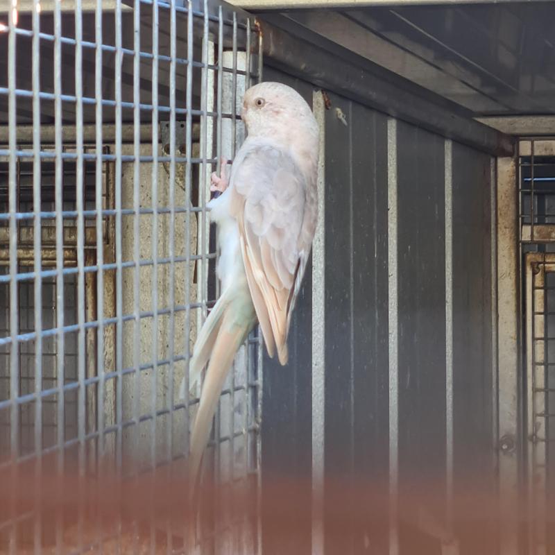 Red rump parrots for sale