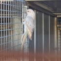 Red rump parrots for sale