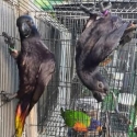 hand reared black loris