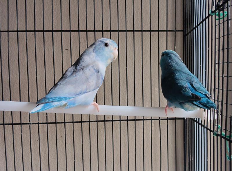 Parrotlet breading pair.
