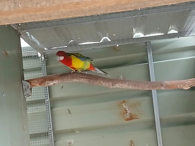 ROSELLAS