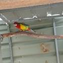 ROSELLAS