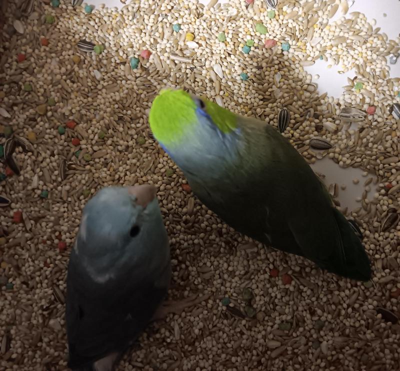 Parrotlet breading pair.