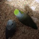 Parrotlet breading pair.