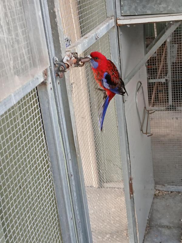 Pics for Rosellas