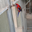 Pics for Rosellas