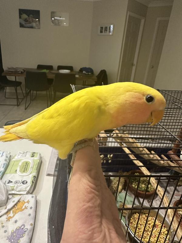 Handreared baby peachfaces