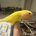 Handreared baby peachfaces