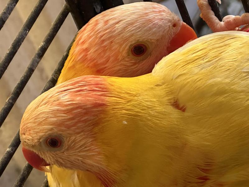 Male Lutino Lorikeet  Stunning Colours, Perfect for Breeding