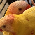 Male Lutino Lorikeet  Stunning Colours, Perfect for Breeding