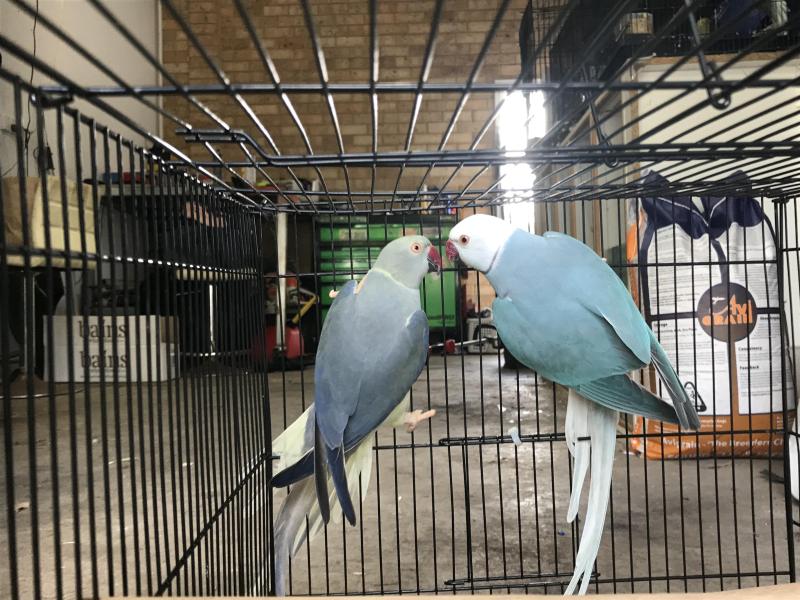 Indian ringnecks