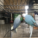 Indian ringnecks