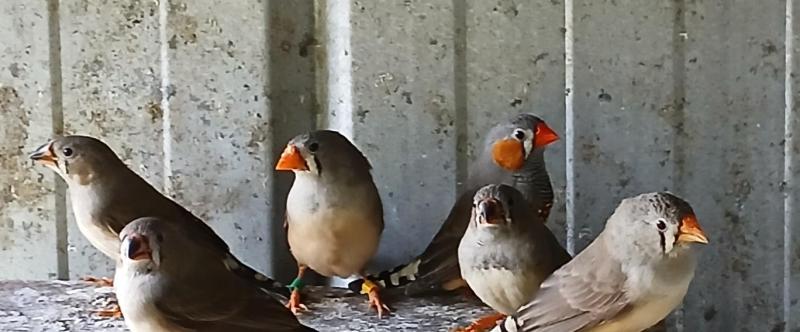 Pair of Pure Normal Zebra Finches