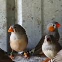 Pair of Pure Normal Zebra Finches