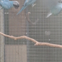 Downs Bird Breeders association Bird sale 23rd of August