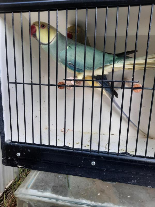 Entire collection of Indian Ringnecks due to illness