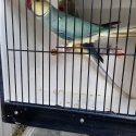 Entire collection of Indian Ringnecks due to illness