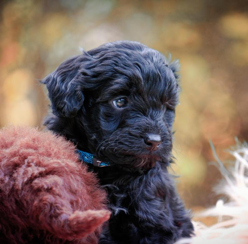 Miniature Bordoodle Puppies RIGHTPAW VERIFIED BREEDER