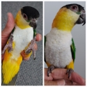 MEET CHYNNA - GORGEOUS H/R BLACK HEADED CAIQUE - VERY TAME AND LOVING