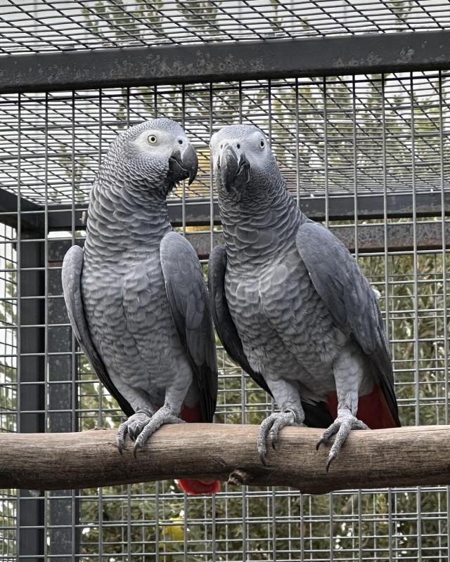 PARENT REARED AFRICAN GREY PAIR