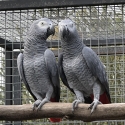 PARENT REARED AFRICAN GREY PAIR