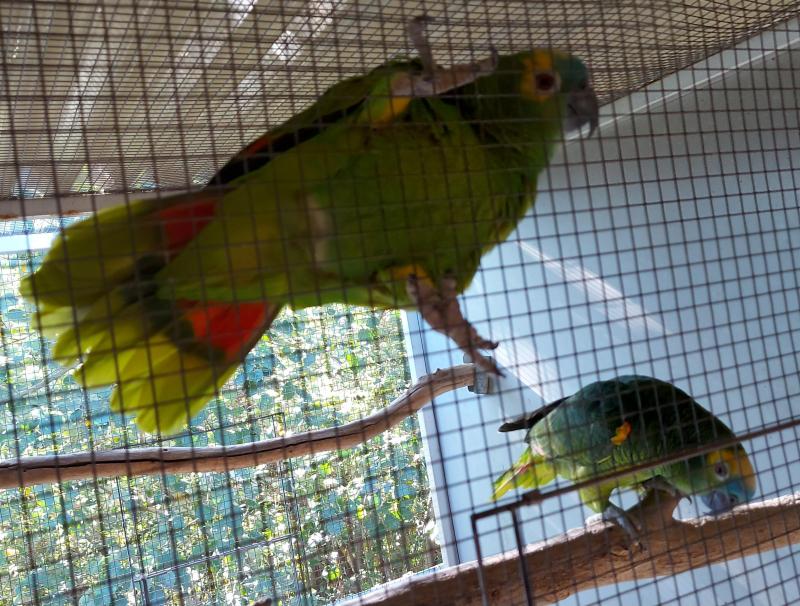 MY CLOWNS - PEPITA AND MIGUEL - GORGEOUS TALKING AMAZONS