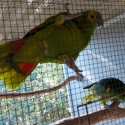 MY CLOWNS - PEPITA AND MIGUEL - GORGEOUS TALKING AMAZONS