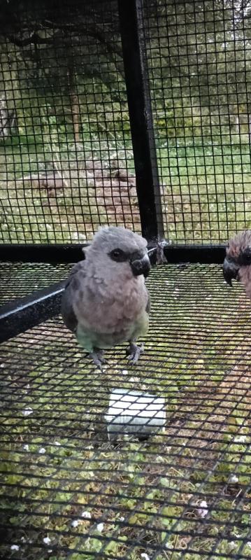 Red bellied parrot hen
