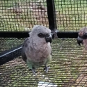 Red bellied parrot hen