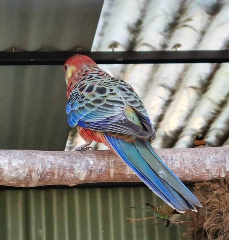 Birds at Toogoolawah Sale