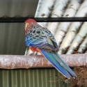 Birds at Toogoolawah Sale