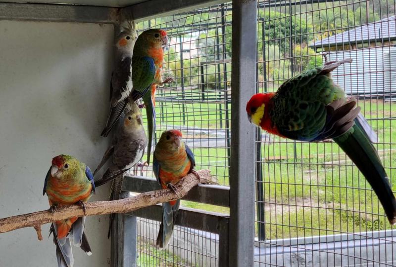 Parrots and others for Sale